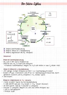 Der Calvin-Zyklus 