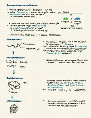 Proteine Aufbau und Struktur: Alles über Primärstruktur, Sekundärstruktur und Tertiärstruktur