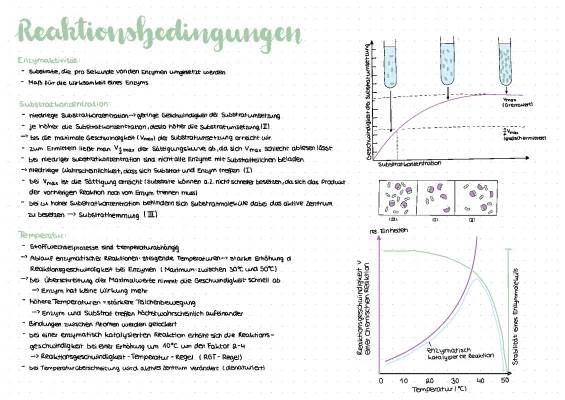 Enzymaktivität: Temperatur, pH-Wert und Substratkonzentration einfach erklärt