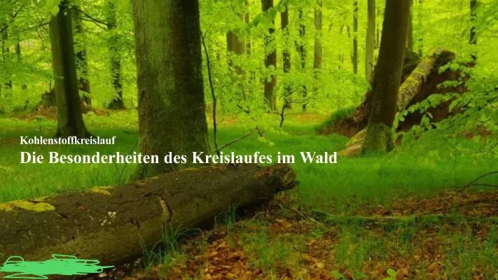 Wie funktioniert der Kohlenstoffkreislauf im Wald? Einfach erklärt!