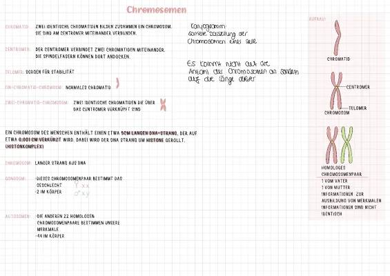 Entdecke den Aufbau eines Chromosoms: Arbeitsblatt und Lösungen für Mitose und Meiose