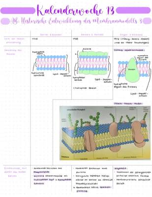 Flüssig-Mosaik-Modell, Membranmodelle einfach erklärt - Gorter und Grendel, Davson und Danielli, Singer und Nicolson