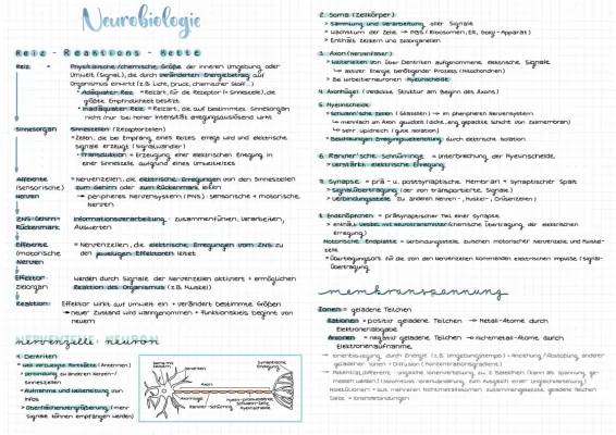 Erregungsübertragung an der Synapse, Nervensystem Aufbau und Funktion