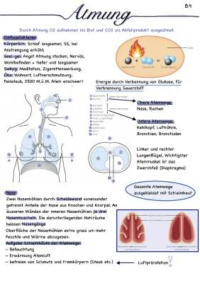 Physiologische Atmung einfach erklärt - Flimmerepithel & Zwerchfell Übungen