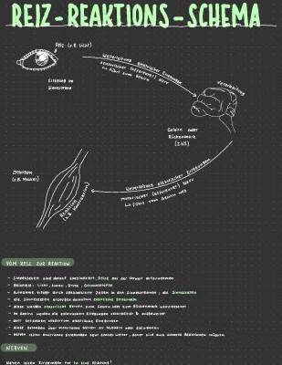 Wie funktioniert das Reiz-Reaktions-Schema in der Nervenweiterleitung?