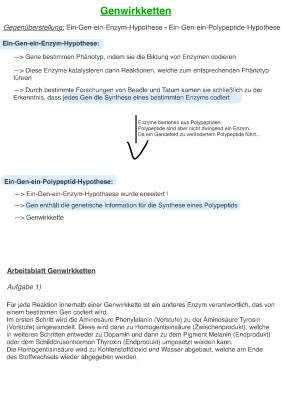 Genwirkketten: Einfache Erklärung der Ein-Gen-ein-Enzym-Hypothese und Ein-Gen-ein-Polypeptid-Hypothese