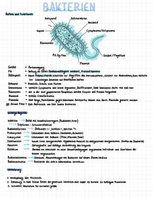 Bakterien Steckbrief und Vermehrung einfach erklärt - Aufbau Arbeitsblatt