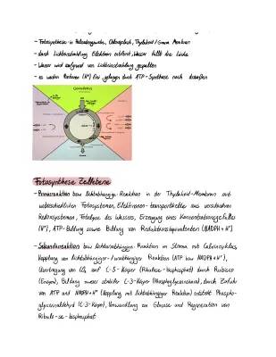 Fotosynthese: Ablauf, Reaktionen und Calvin-Zyklus einfach erklärt