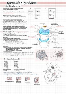 Wirbelsäule und Bandscheiben: Aufbau, Funktion und Übungen für Kinder