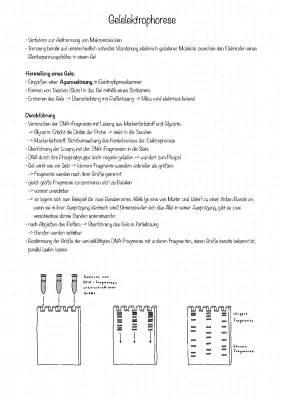 Gelelektrophorese einfach erklärt: Ablauf, Anwendung & DNA Auswertung