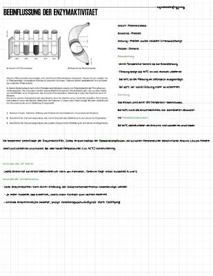 Wie Temperatur und pH-Wert die Enzymaktivität beeinflussen