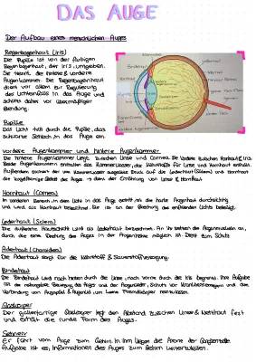 Das Auge- Sinnesorgan