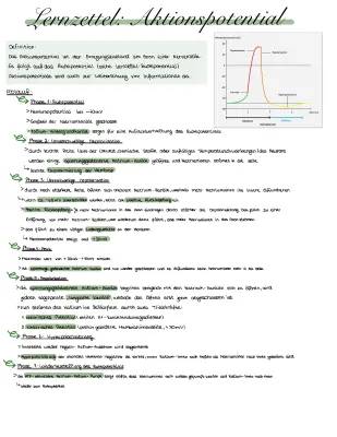 Wie entsteht ein Aktionspotential? Ablauf, Phasen & Lösung im Arbeitsblatt