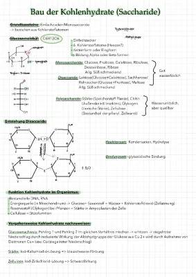 Kohlenhydrate, Eiweiße und Fette: Aufbau und Funktion einfach erklärt