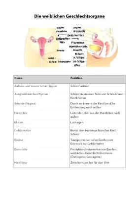 Weibliche Geschlechtsorgane Anatomie & Menstruationszyklus erklärt