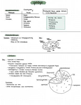 Biologie Abitur 2024: Wichtige Themen, Aufgaben und Golgi-Apparat erklärt