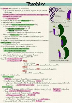 Aminoacyl-tRNA-Synthetase und Ribosomen einfach erklärt für Kids