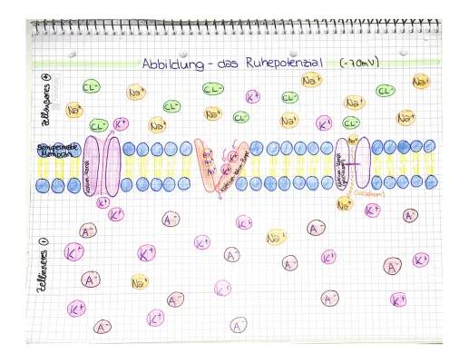 Wie Nervenzellen Funktionieren: Ruhepotential und Aktionspotential Einfach Erklärt