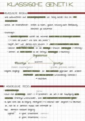 Klassische Genetik Zusammenfassung: Mendelsche Regeln und Genetische Vererbung einfach erklärt