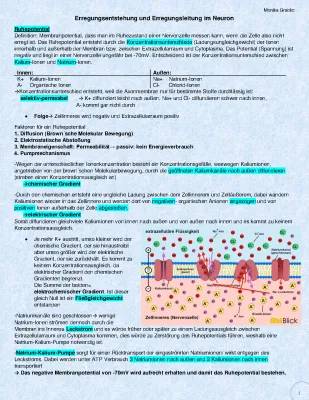 Erregungsentstehung im Neuron, Aktionspotential und Ruhepotential einfach erklärt