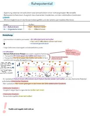 Ruhepotential und Natrium-Kalium-Pumpe: Einfach erklärt für Kids!