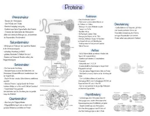 Alles über Proteine: Von Primärstruktur bis zur Denaturierung