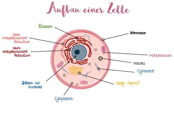 Neurobiologie Abitur: PDF, Klausur & Aufgaben für 2024