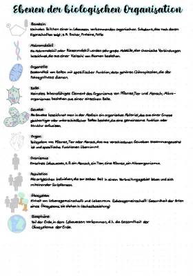 Organisationsebenen Biologie: Von der Zelle zum Organismus