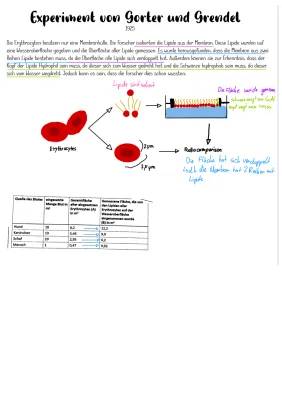 Gorter und Grendel Experiment und Modell einfach erklärt