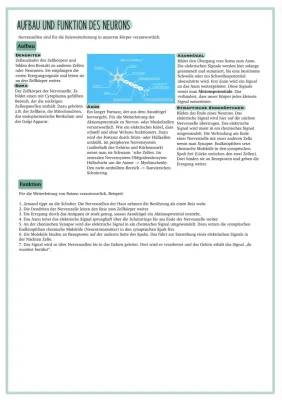 Nervenzellen: Aufbau und Funktion einfach erklärt