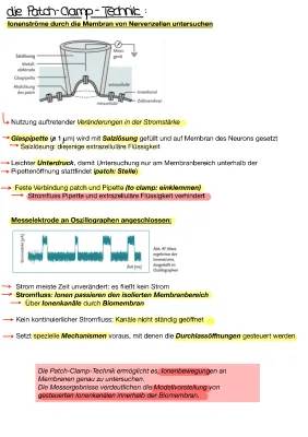 Patch-Clamp-Technik einfach erklärt: Dein Arbeitsblatt zum Neuron und Nervenzelle