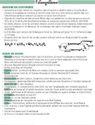 Photosynthese erklärt: Einfache Erklärungen und spannende Fakten für Kinder