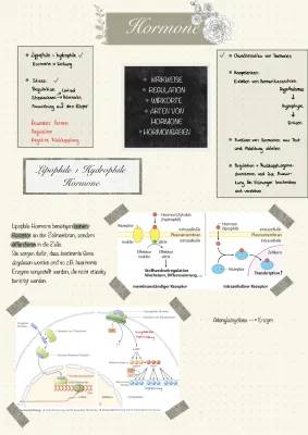 Warum ist dein Cortisol zu hoch? Tipps zum Senken und mehr!