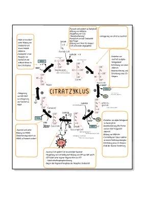 Der Citratzyklus einfach erklärt - Reaktionsgleichung, Produkte und Energiebilanz