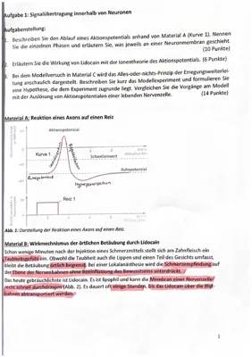 Neurobiologie Klausur Bio GK Q1