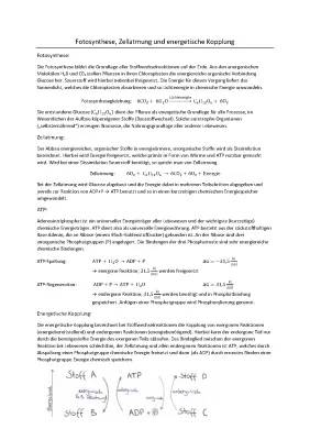 Arbeitsblatt zu Fotosynthese und Zellatmung für Klasse 7 – Lösungen und Zusammenhänge