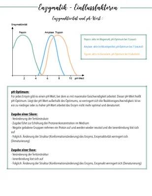 Entdecke die Enzyme: Temperatur und pH-Wert einfach erklärt!