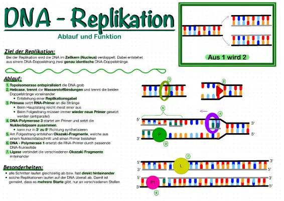 DNA-Replikation Ablauf einfach erklärt - Lernzettel mit PDF & Arbeitsblatt