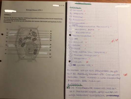 Pflanzenzelle Aufbau 5. Klasse: Arbeitsblatt und Experimente