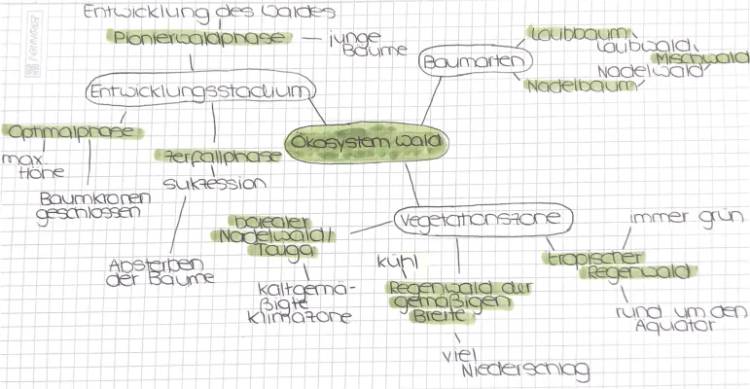 Ökosystem Wald Mindmap - Alles über Sukzession und Wald für Kinder