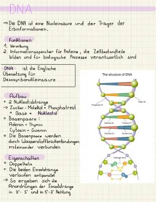 DNA und RNA: Einfach erklärt für Kinder – Unterschiede, Aufbau und Funktionen