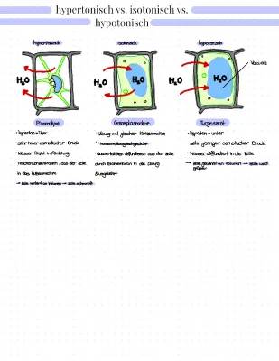 Hypertonisch Hypotonisch Isotonisch einfach erklärt - Unterschied und Beispiele