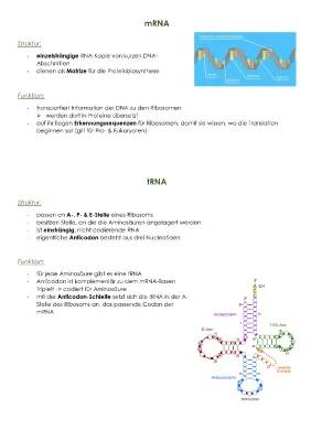 RNA einfach erklärt: tRNA, mRNA und rRNA