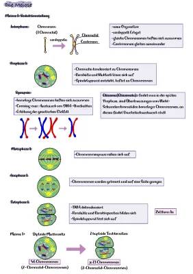 Meiose einfach erklärt - Ablauf, Phasen und wichtige Begriffe