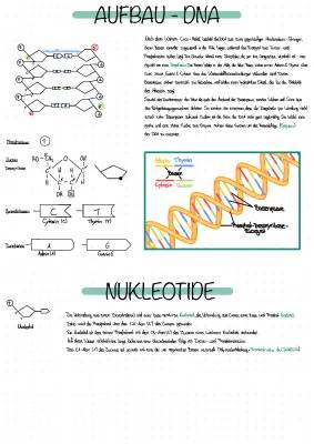 Einfach erklärt: DNA-Aufbau, Funktion und Replikation