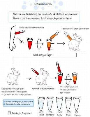 Präzipitintest und Proteinanalysen leicht erklärt - Western Blot, Co-Immunpräzipitation & mehr