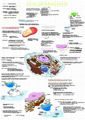 zellorganellen