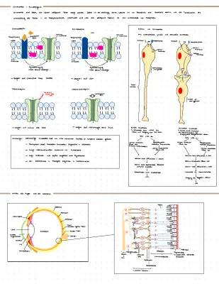 Auge Aufbau und Funktion: Stäbchen, Zapfen, Netzhaut, Fototransduktion, Laterale Inhibition