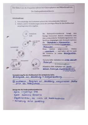 Endosymbiontentheorie einfach erklärt: Was passiert bei der Endosymbiontentheorie?