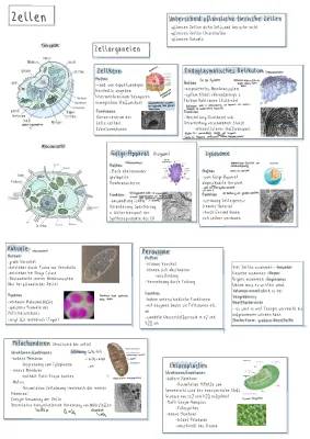 Vergleich Tierische und Pflanzliche Zelle: Einfach erklärt mit Tabelle und Arbeitsblatt